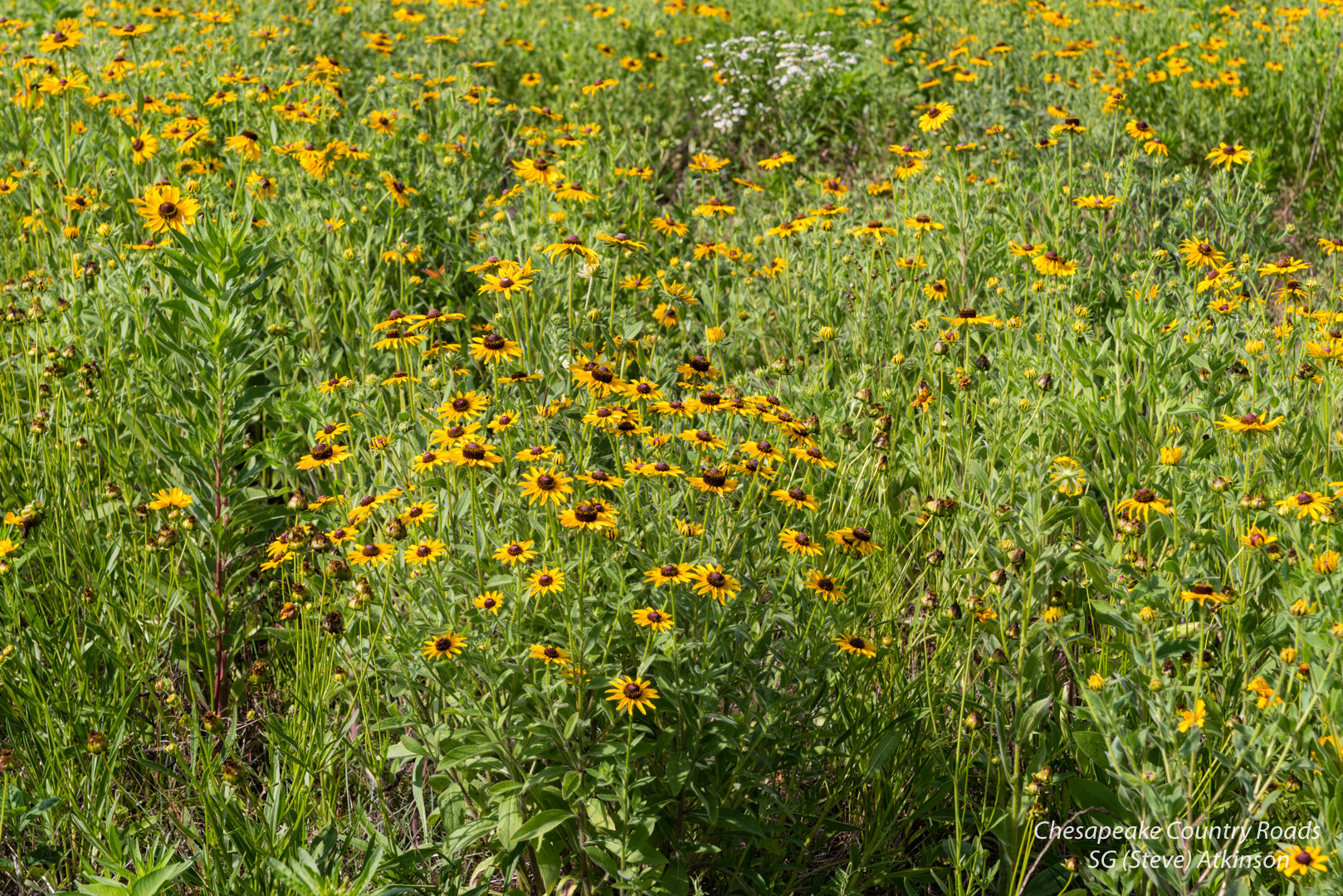 Field of Susans