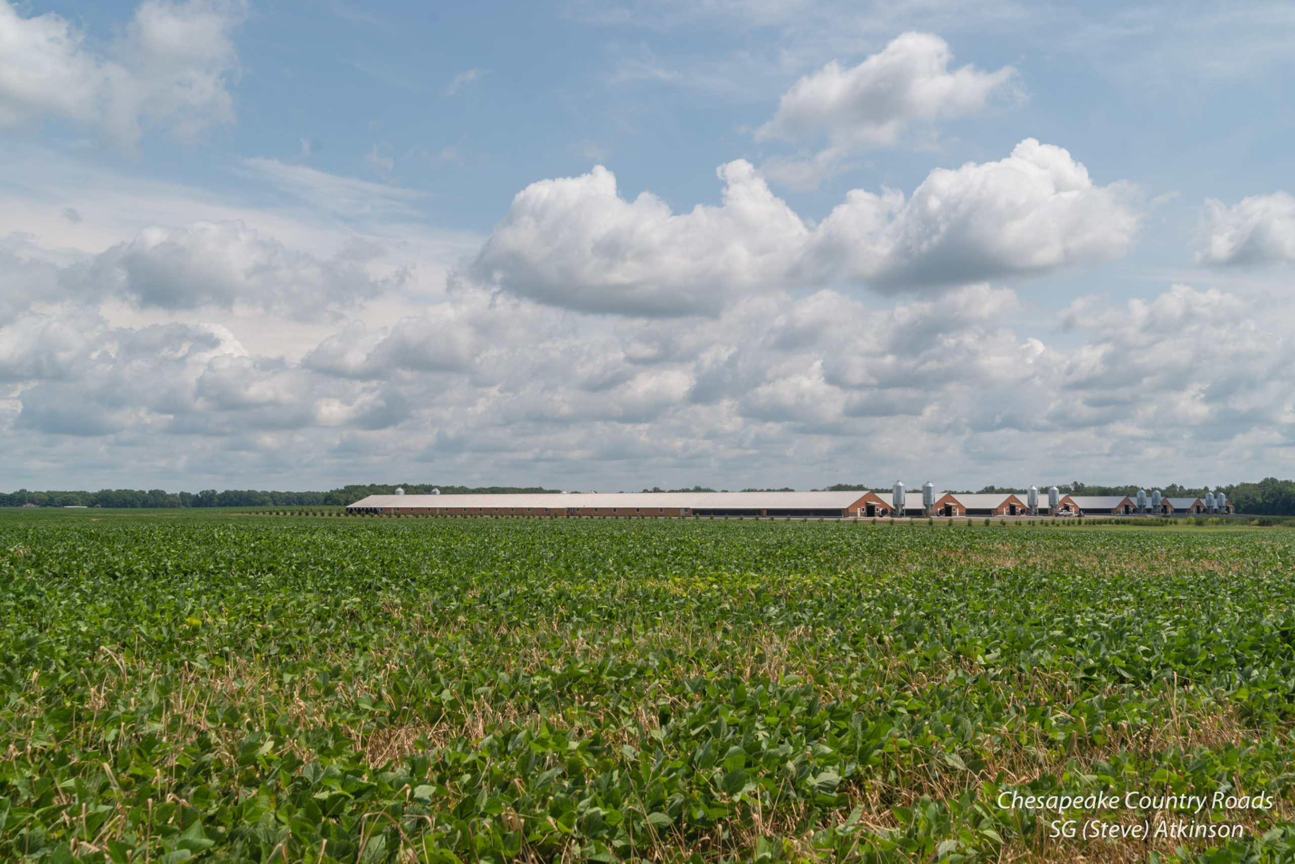 A Farm View