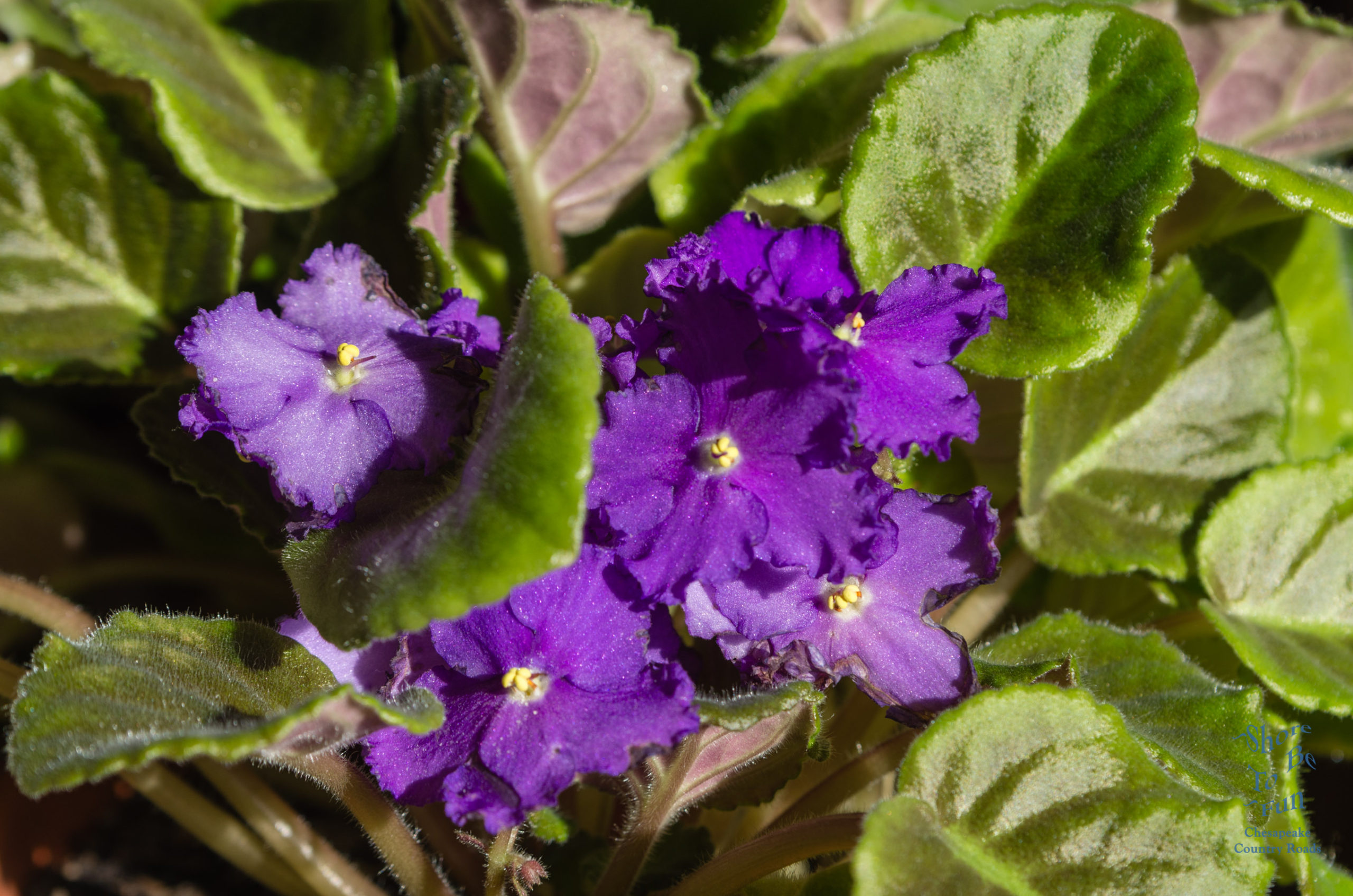 African Violet