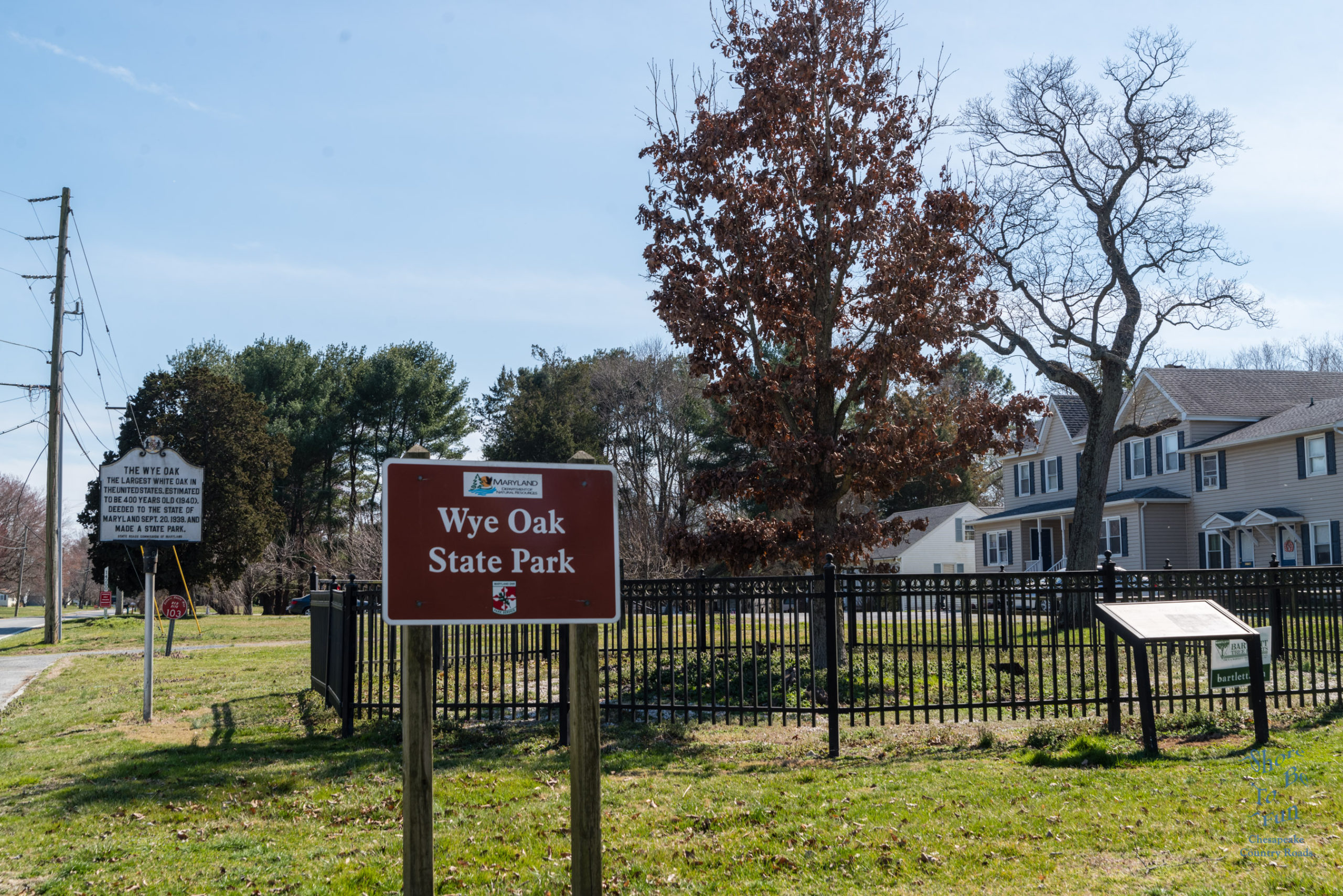 Wye Oak State Park