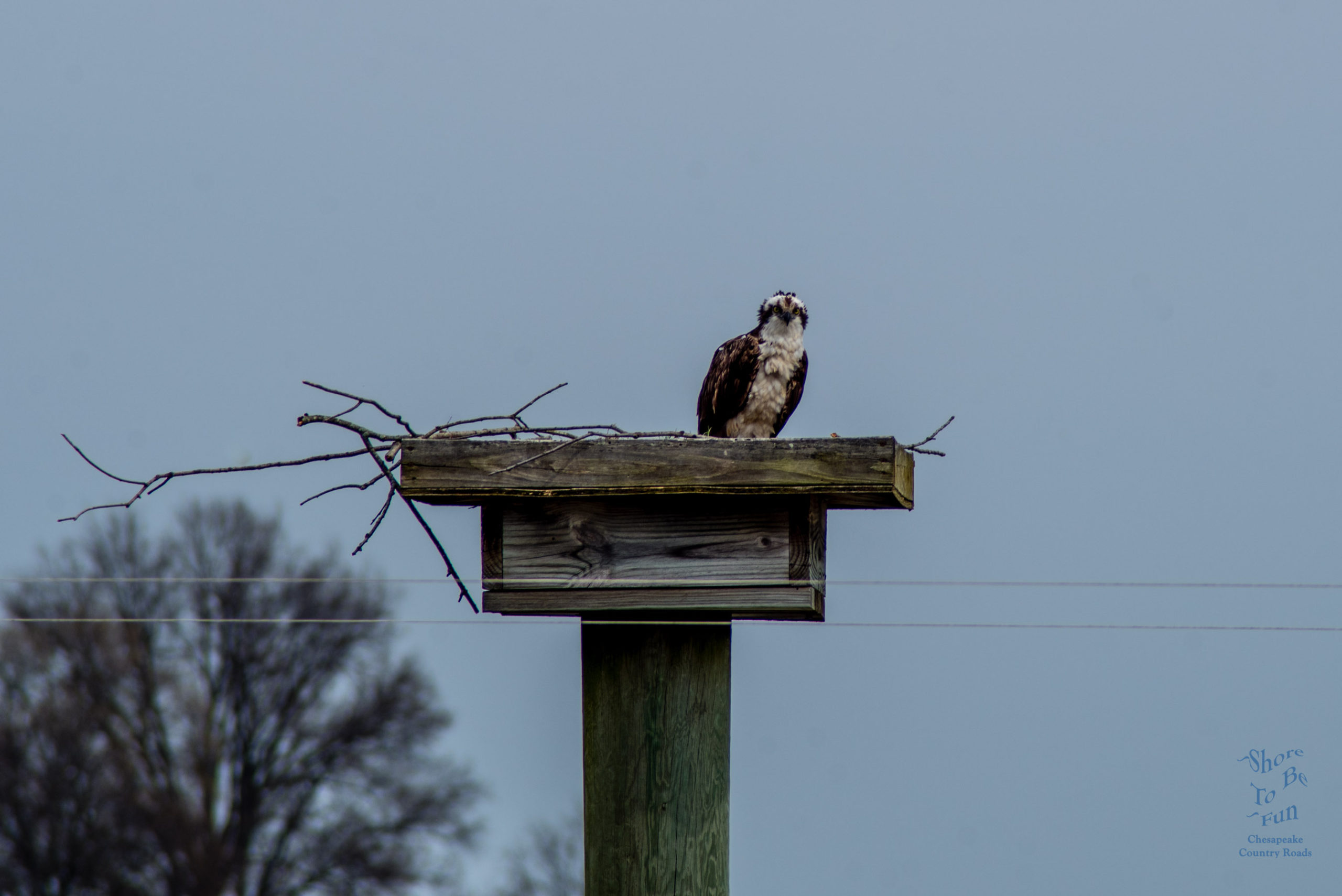 Waiting for a Spring Arrival