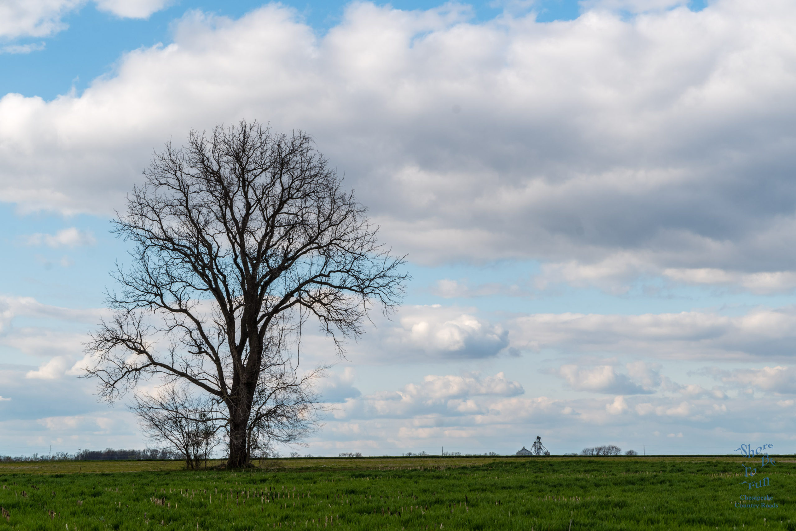 Lone Tree