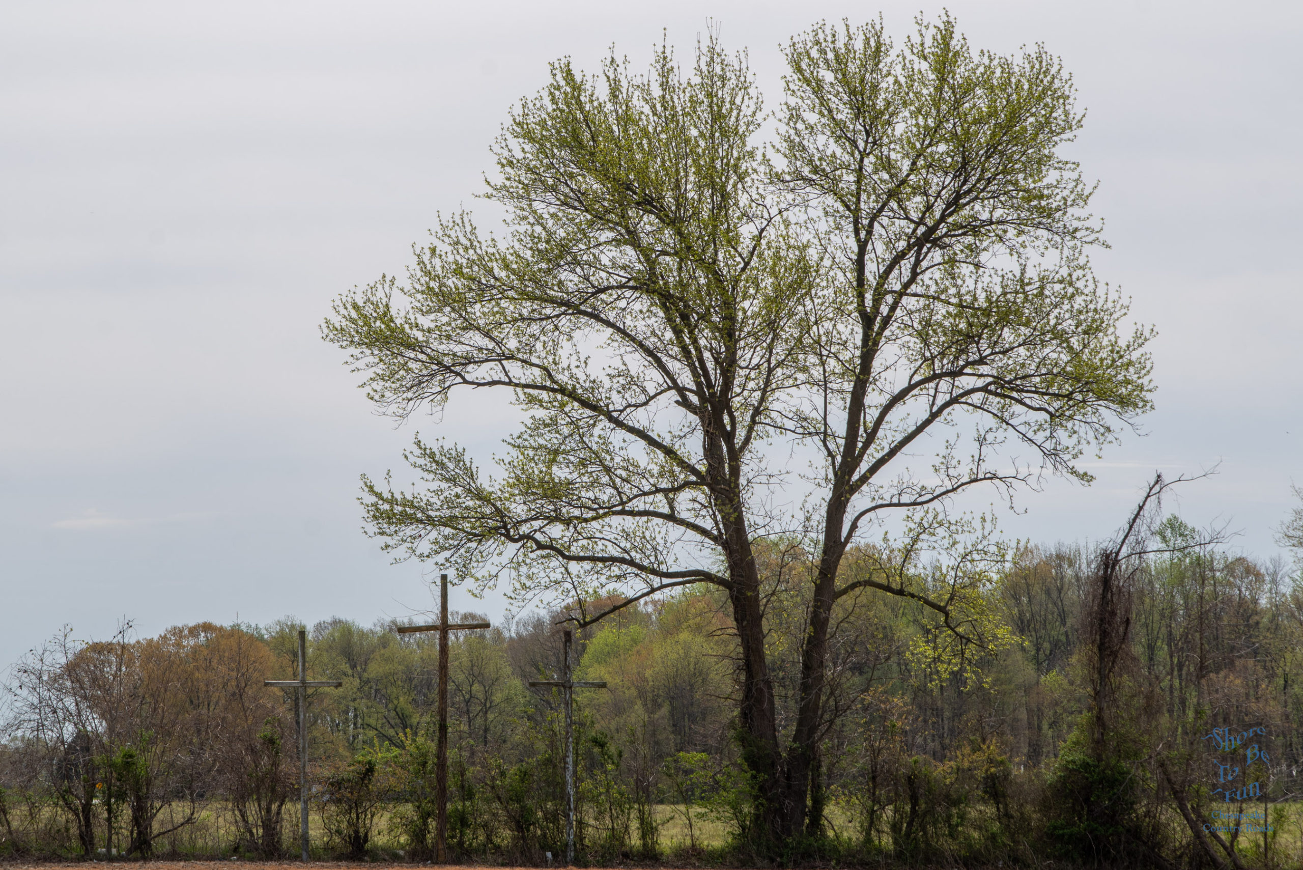 Crosses and Tree