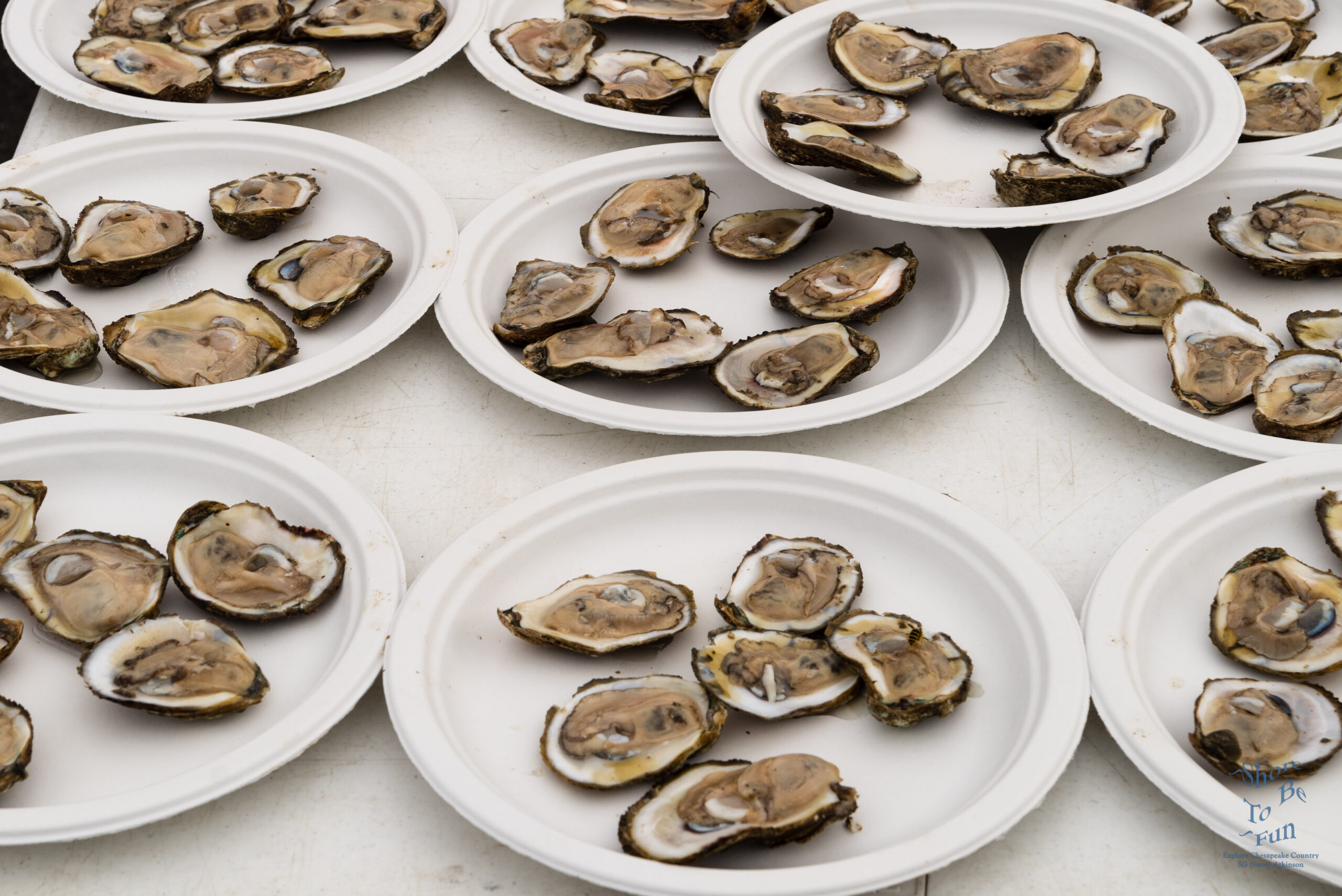 Oysters Invited to FallFest