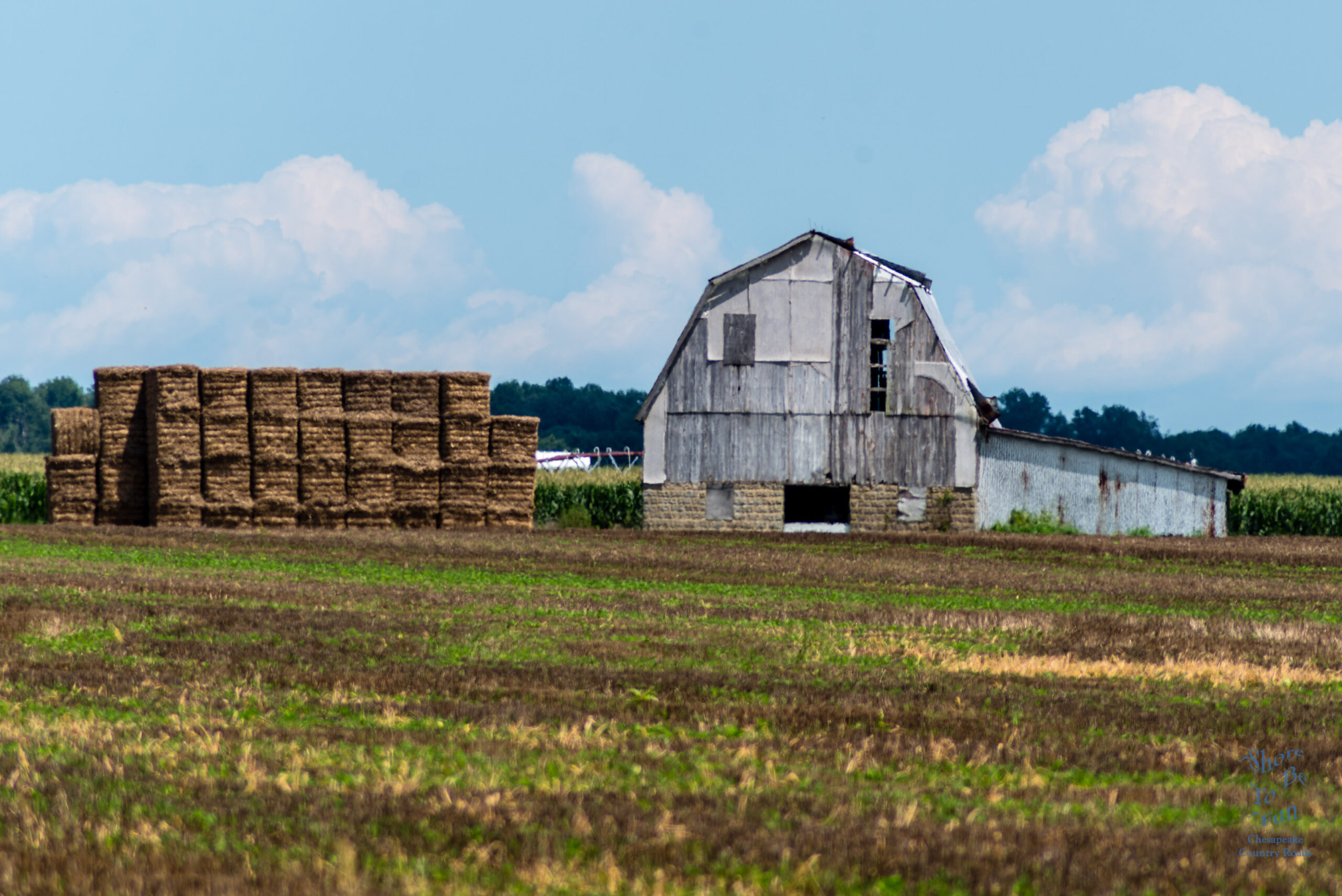 Barny - Chesapeake County Photograph by Steve Atkinson